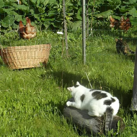 Turisticna Kmetija Kosir 팜스테이