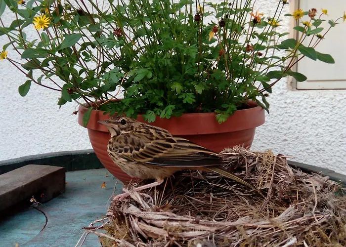 Turisticna Kmetija Kosir * Kranjska Gora